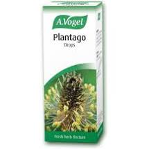 Plantago (50ml)